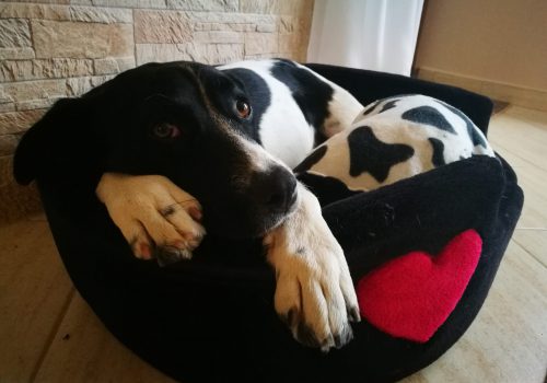 LucaKutya otthon fekszik az ágyikójában és bájosan néz