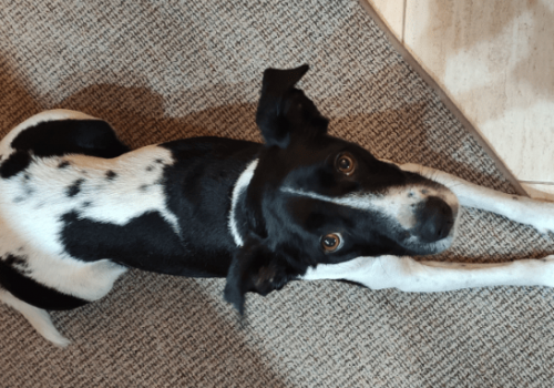 LucaKutya élete a menhely után: fekszik a konyhában és felfelé néz