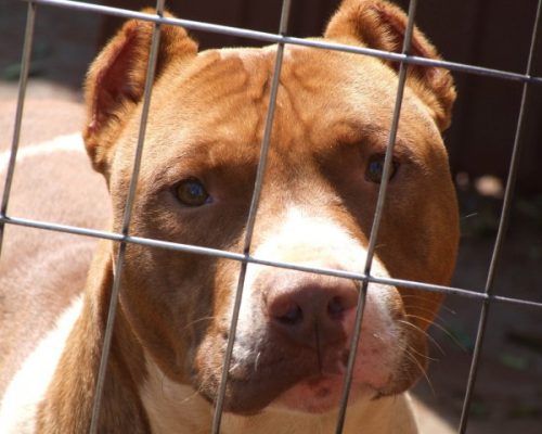 Barna staffordshire terrier jellegű kutya a rács mögött- érvek az örökbefogadás mellett