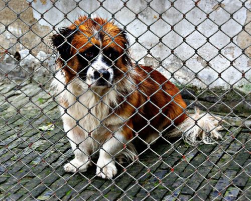 Hosszú szőrű bernáthegyi szerű kutya ül szomorúan a kerítés mögött